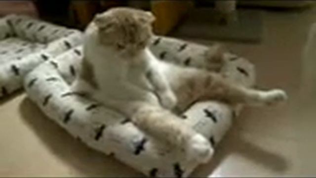 жесткое похмелье кота смотреть онлайн