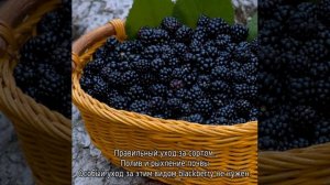 Ежевика Честер Торнлесс