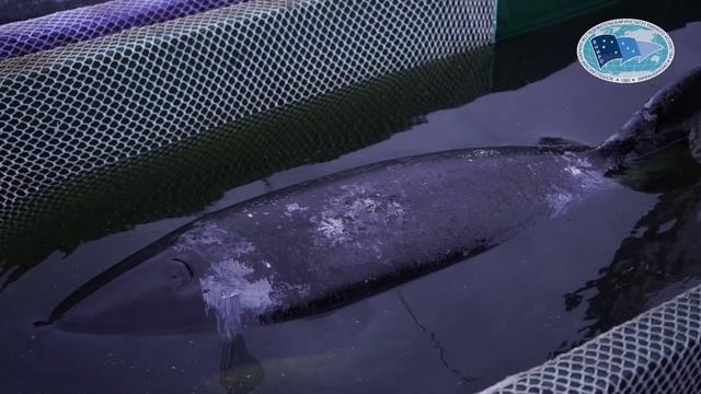 Погрузка косаток и белух на автотранспорт в бухте Средняя (20.06.2019) смотреть онлайн