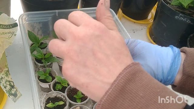 ГОРТЕНЗИЯ БОНФАЕР, РЕЗУЛЬТАТ УКОРЕНЕНИЯ ЧЕРЕНКОВ.?? смотреть онлайн