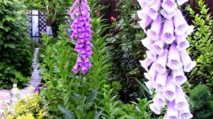 Особенности выращивания наперстянки.