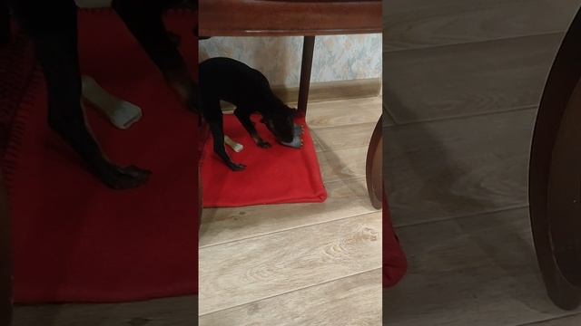 VID20231210182343.mp4