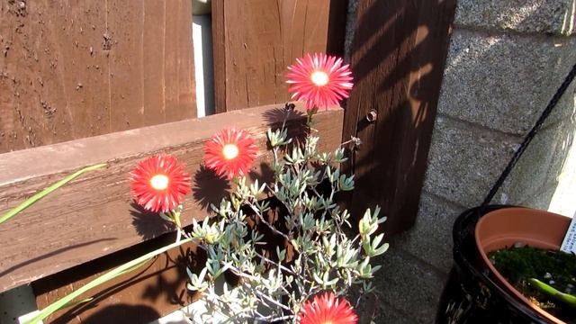 Lampranthus Succulent Plant with beautiful Red Flowers смотреть онлайн