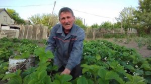 Виктория сорт клубники ?
