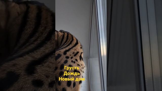 Саванна ф0 грустит у окна. 3ий день на новом месте. смотреть онлайн