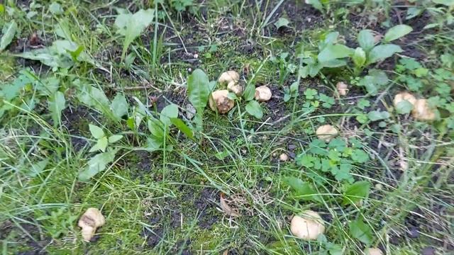 Грибы похожие на картошку смотреть онлайн