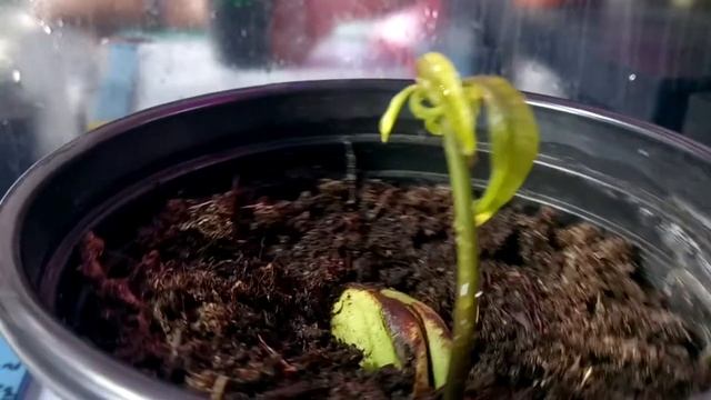 Манго из косточки!!!Тропики дома!) смотреть онлайн