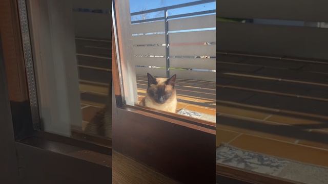 Кошку забыли на балконе!