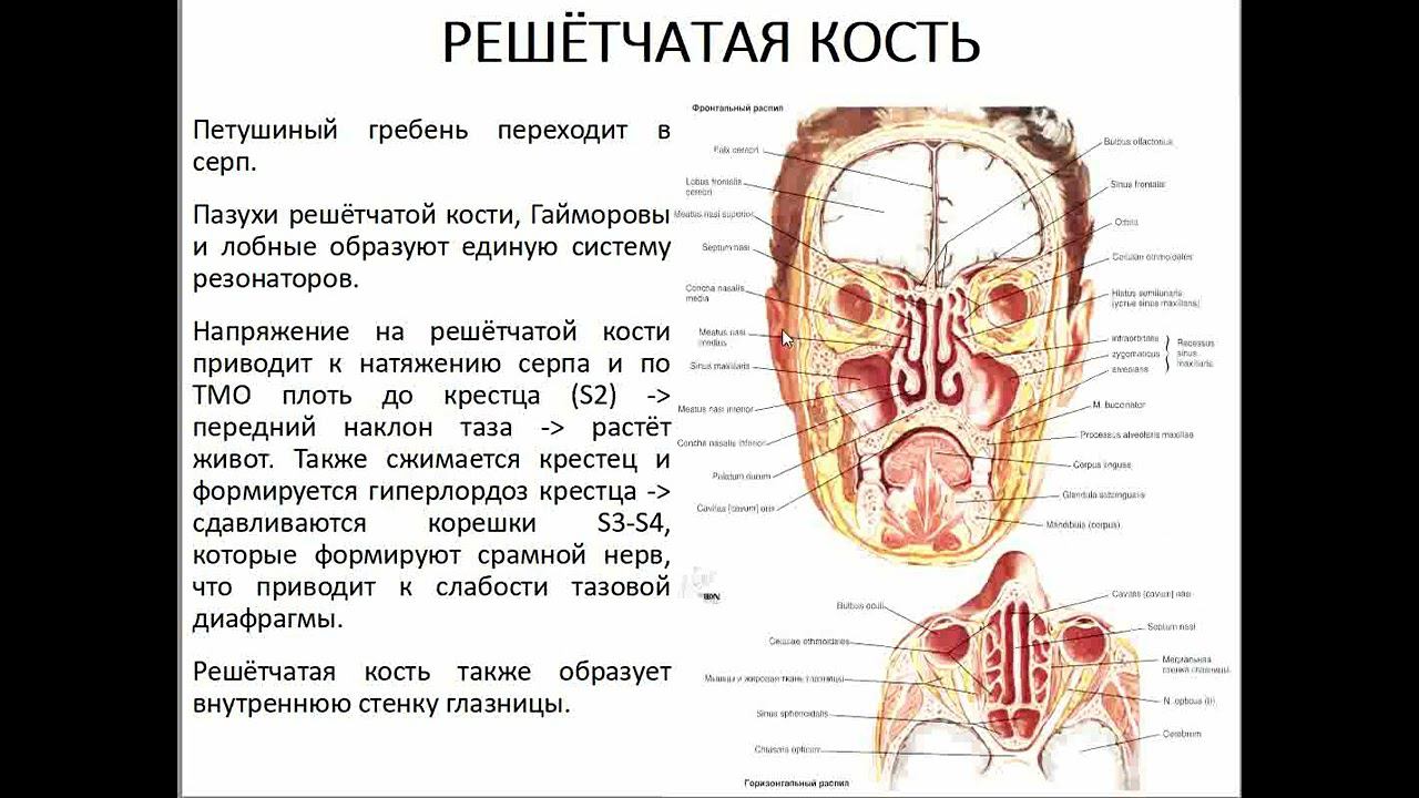 01 Семинар ЛИЦЕВОЙ ЧЕРЕП решётчатая кость смотреть онлайн