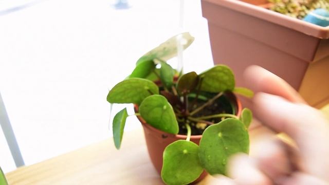 How to Care For Pilea Peperomioides - CHINESE MONEY PLANT смотреть онлайн