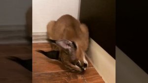 Котенок каракал