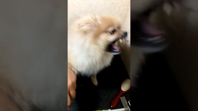 Стрижка когтей шпицу смотреть онлайн