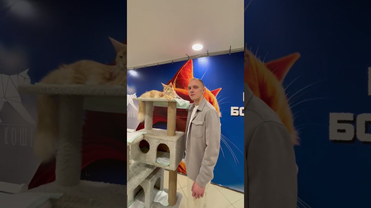 Рыжий Мэйн Кун смотреть онлайн