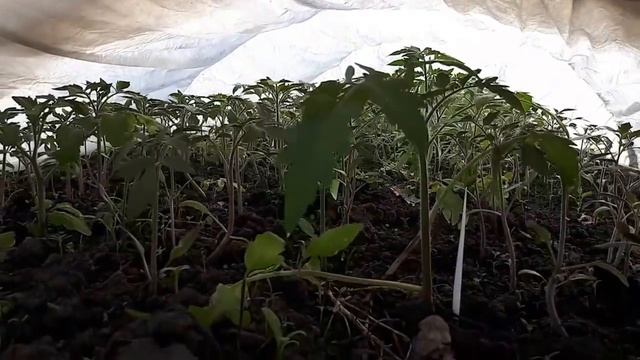 Выращивание рассады помидор в открытом грунте! смотреть онлайн