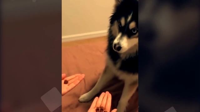 New Funny Animals 2023 ? Funniest Cats and Dogs ?? смотреть онлайн