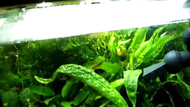 Демонстрация регулировки яркости светодиодов ШИМ-регулятором смотреть онлайн