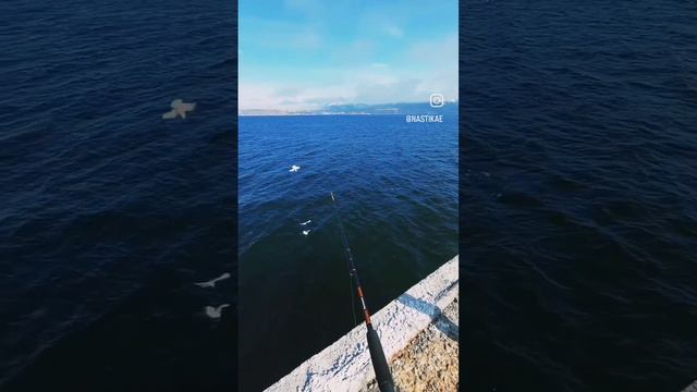 Чайки позируют😄💜🩵💙🌊Магадан, Охотское море. Бухта Нагаева. смотреть онлайн