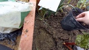 Посадка анемоны или ветреницы в открытый грунт весной..