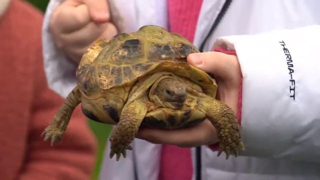 Пресс-тур в центр реабилитации черепахи Никольского в Сукко / СОШ 30 Абрау-Дюрсо и юные экологи смотреть онлайн