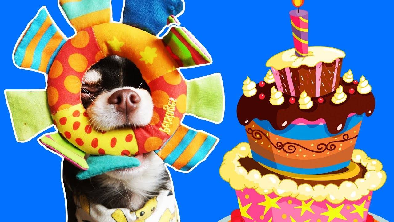 День рождения Юми Чу 🎉 Подарки и песня от волшебных питомцев смотреть онлайн