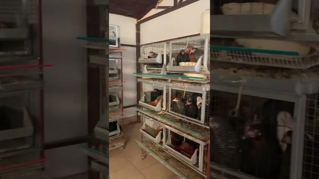 Куры несушки, клеточное содержание смотреть онлайн