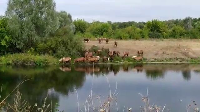 Табун лошадей переходит реку. Перевозский конный завод смотреть онлайн