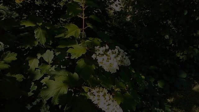 HD Snowflake Hydrangea Quercifolia, Oakleaf Hydrangea.  수화, Hortensien, Hortensia SnowFlake