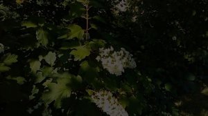 HD Snowflake Hydrangea Quercifolia, Oakleaf Hydrangea.  수화, Hortensien, Hortensia SnowFlake