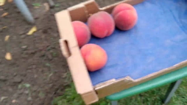 Персик МЕССИНА - шедевр среди поздних сортов. Мало у кого такой есть! смотреть онлайн