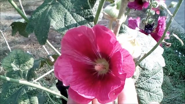 Мальва. Особенности размножения и развития мальвы или штокрозы. смотреть онлайн