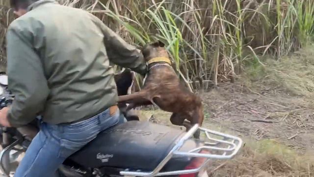 Roxcy N Timtim K Upper Attack Kardiya😰|| Chota Puppy Ki Death Hogye😢R I P смотреть онлайн