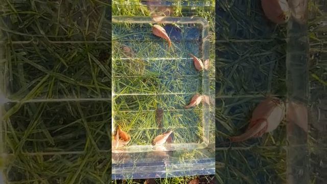 Red Triops Longicaudatus смотреть онлайн