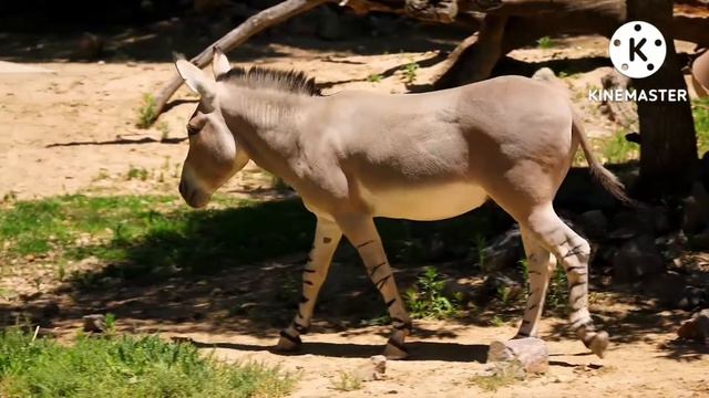 Учим животных/ верблюд/ касатка/ тигр/ кошка/