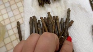 Метельчатые гортензии черенкование зимой