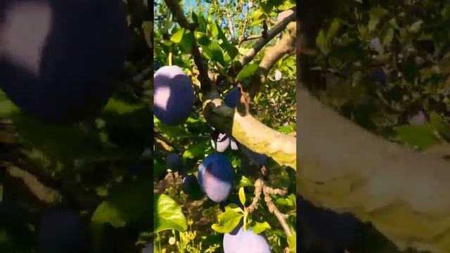 Слива Стенлей-чернослив 01.08.2020 смотреть онлайн