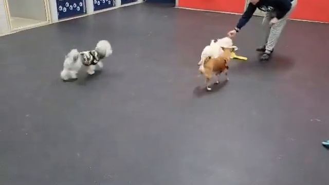 Marky Mark and Daisy in play group смотреть онлайн