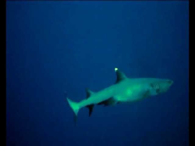 Sharks in Maldives смотреть онлайн
