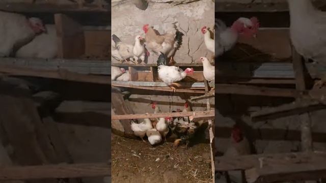 У кур завелись блохи и пероеды ) лечим смотреть онлайн