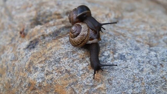 Улитка древесная / Arianta arbustorum смотреть онлайн