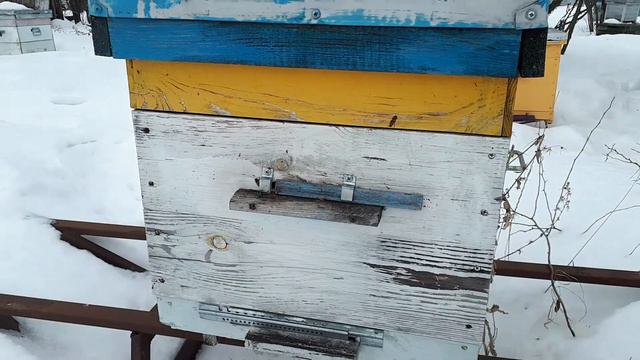 как переносят зиму пчелы разных пород смотреть онлайн