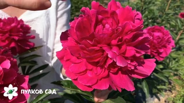 Kansas peony. Канзас пион. Пулков сад смотреть онлайн