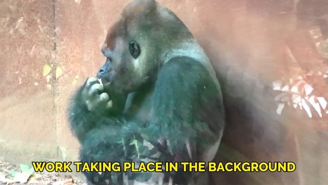 BARCELONA ZOO (2022) ?? смотреть онлайн