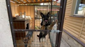 ВОЛЬЕР ДЛЯ СОБАКИ. НЕМЕЦКАЯ ОВЧАРКА