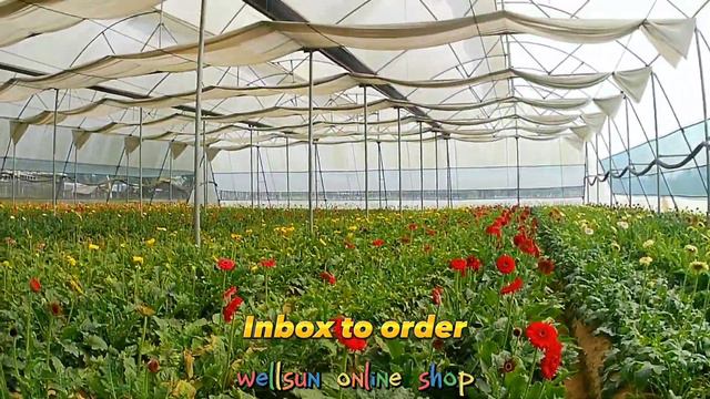 জারবেরা অরজিনাল মাদার গাছ | গ্লাডিওলাস ফুলের মাদার বাল্প | ও রজনী গন্ধা ফুলের মাদার বাল্প পাবেন смотреть онлайн