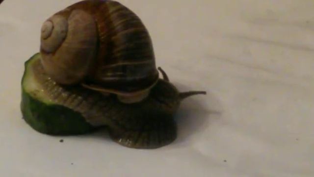 О моей улитки гери смотреть онлайн