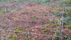 Каркасный дом,разбивка свайного поля