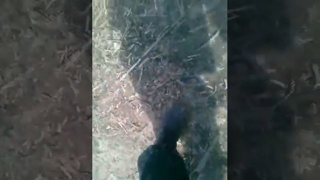 Рыбалка лучший отдых. Ловля карася руками смотреть онлайн