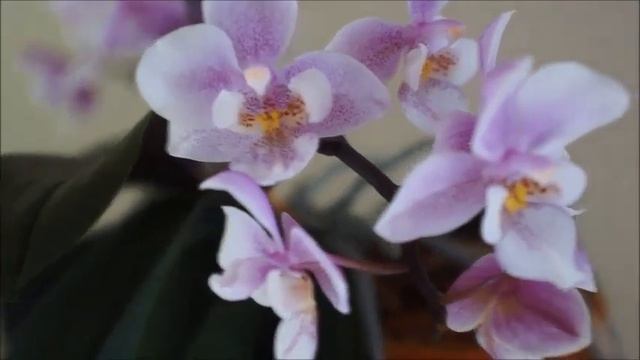 Benefits and Cons of Clay Pots for Beginners | Double Spikes of My Mini Phal | Orchid Care Tips смотреть онлайн