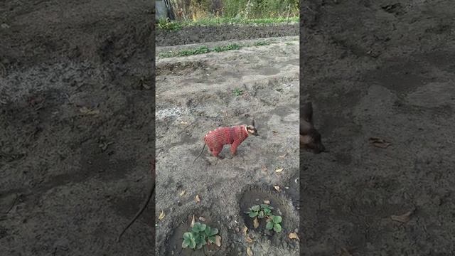 Сфинкс Бася гуляет осенью на даче в вязаном комбинезоне. смотреть онлайн
