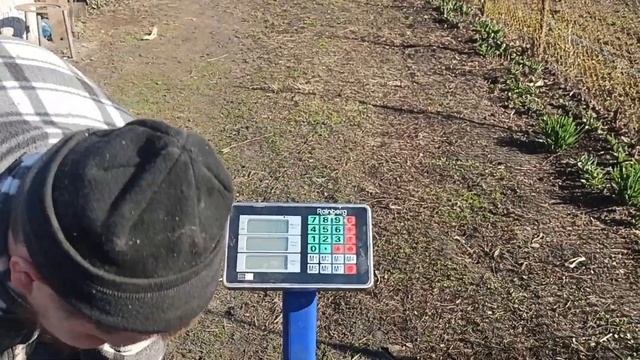 Как узнать живой вес свиньи без весов? 3 метода определения. Обмер свиньи. Свиноводство. смотреть онлайн